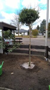 Baumpflege-Schroeder-Galerie-15