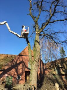 Baumpflege-Schroeder-Galerie-2